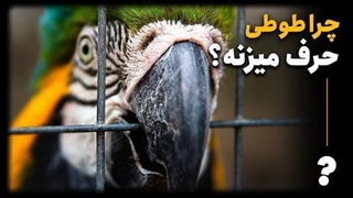 چرا طوطی میتونه حرف بزنه اما میمون نه؟