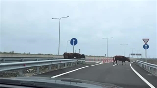 هزینه_هتل_غذا_بنزین_و_معرفی_اپلیکیشن_کاربردی_در_گرجستان_B4dDOhv9L8k