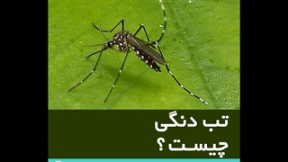 تب دنگی چیست؟