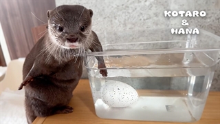 سمورهای کنجکاو شاهد جوجه ریزی از تخم مرموز هستند!!