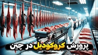 چطور چینی ها با پرورش کروکودیل سالانه میلیون ها دلار بدست میارن