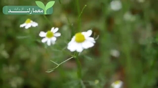 گیاه بابونه