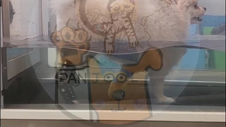 Panjool rigid orthoses