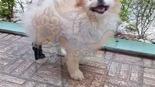 Panjool soft orthoses