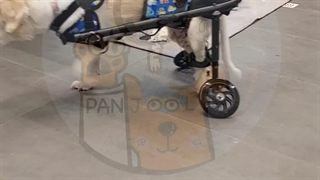 Panjool wheelchairs
