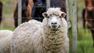 کود گاوی یا کود گوسفندی