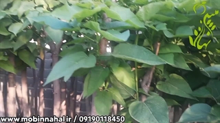 نهال کاتالپا