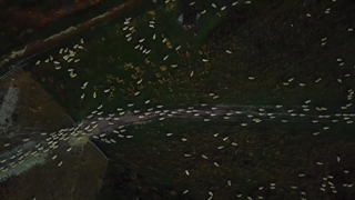 فیلم برداری فوق العاده جذاب از یک گله گوسفند