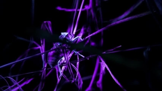 مستند پادشاهان درد فصل دوم قسمت اول