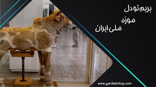 بریم تو دل موزه ملی ایران