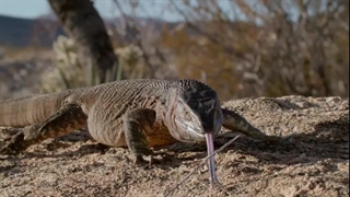 مستند پادشاهان درد فصل دوم قسمت سوم