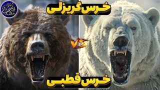 نبرد خرس قطبی و خرس گریزلی - برنده میدان کیست؟