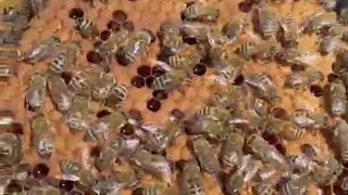 زنبورداری علی بابا بازدید کندوها