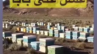 زنبورداری علی بابا