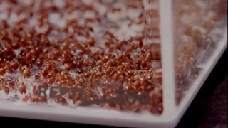 مستند پادشاهان درد فصل دوم قسمت چهارم