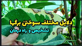 تشخیص سوختگی های مختلف در برگها و راه درمان
