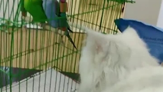 پت شاپ شمال ساری