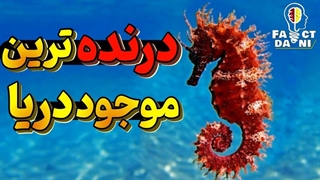 اسب دریایی عجیبترین و درنده ترین موجود در کره زمین