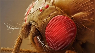 چگونه مغز مگس ازحداکثرظرفیت خود استفاده می کند که به مشکل نمی خورد؟