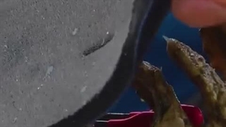 ماهی مرگبار کوچک(فیلم)