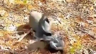 درگیری سنجاب با یک مار برای نجات دادن فرزند(فیلم)