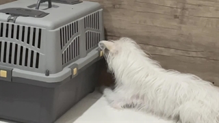 چه اتفاقی واسه جوجو افتاد؟؟سگم خوردش؟؟