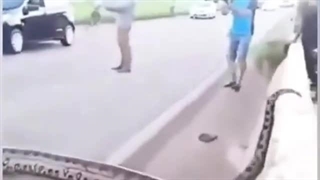 مار غول پیکری که بزرگراه را بست!