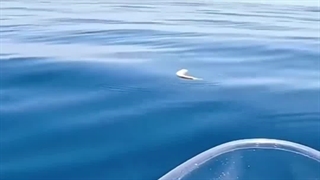 از نادرترین موجودات!!