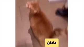 من گوربا می‌خوام