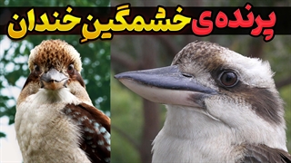 رازهای شگفت‌انگیز کوکابورای خندان | پرنده‌ای خشمگین با خنده‌ای شبیه انسان!