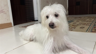 ولاگ ۲۴ ساعت با سگم لئو