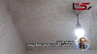 کلیپ هجوم حشره "سنک" به مشهد در 5 شهریور 1403 از دکتر وحید تقی زاده لیپوماتیک