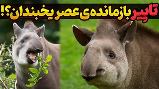 تاپیر: موجودی ناشناخته در دنیای حیوانات | حقایق جالب و ناشناخته بازمانده‌ای از عصر یخبندان