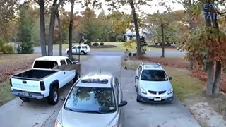 When Animals Go Crazy | Funny Animal Fails 2024