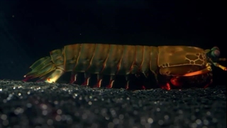 مستند پادشاهان درد فصل دوم قسمت هفتم