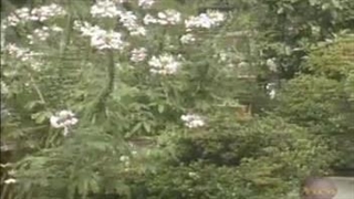 آموزش زبان ژاپنی آقای یان11