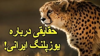 حقایقی درباره یوزپلنگ ایرانی