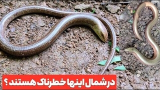 آیا پتیلوس و کلمره شمال کشور خطرناک هستند؟