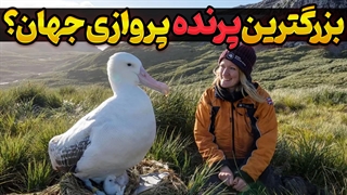 آلباتروس سرگردان: پرنده‌ای با بزرگترین بال‌ها در جهان | قدرت و شکوه بزرگترین پرنده پروازی جهان