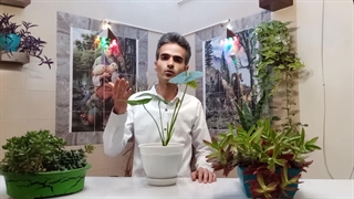 بهترین زمان آبیاری (ساعت آبیاری) گیاهان آپارتمانی چیست؟