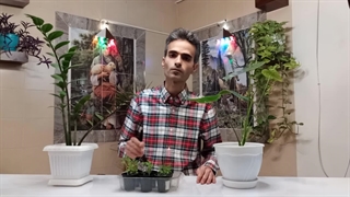 گیاهان آپارتمانی را هرچند وقت یکبار آبیاری کنم؟