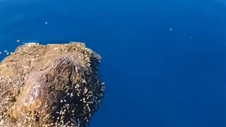 حقایق جالب و دیدنی از طلای شناور نایاب در سطح دریا