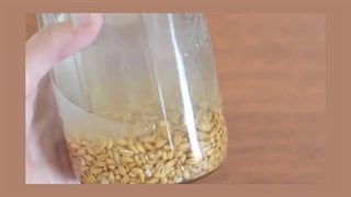 جنین گندم چیست؟