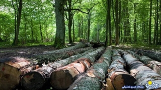 ماجرای تخریب دوباره جنگل الیمالات چه بود؟