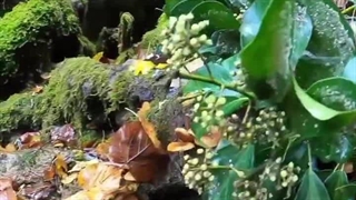 روستایی نه چندان بزرگ دردل جنگلهای استان گلستان