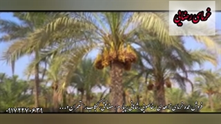 خرمای صادراتی در تناژ مختلف