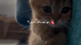 گوربههههه ....