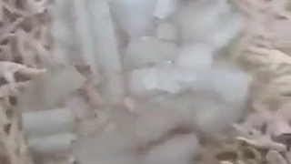 قیمت فروش پای مرغ صادراتی 09120681678 شرکت های صادراتی پای مرغ