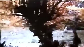 ترانه قدیمی از فیلم حسن کچل