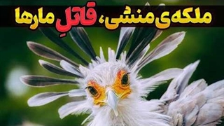 مرغ منشی： ملکه قاتل بی‌رحم مارها